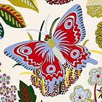 EXOTIC BUTTERFLY_MULTI