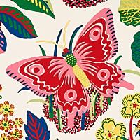 EXOTIC BUTTERFLY_SPRING